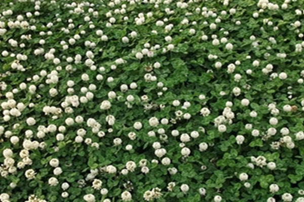 白花苜蓿仓鼠可以吃吗 白花苜蓿仓鼠可以吃吗