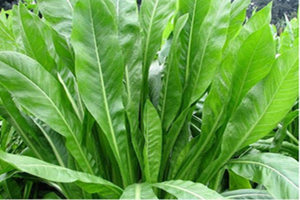 大叶菊苣牧草一亩产多少斤 大叶菊苣牧草一亩产多少斤