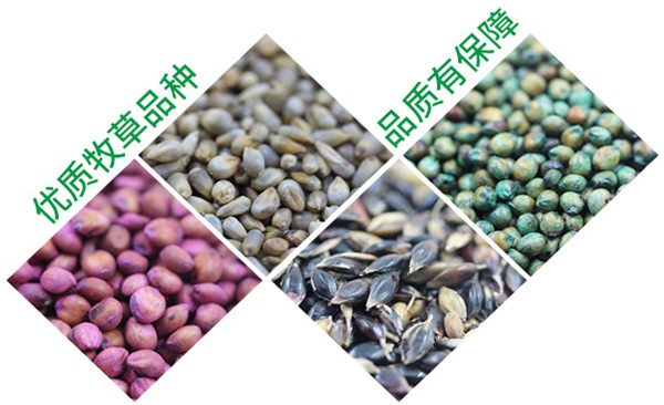 牧草汇种业